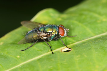 Bluebottle, Fly