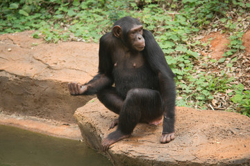 Orangutan black sitting side river.