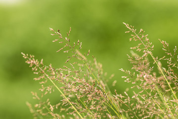 green summer