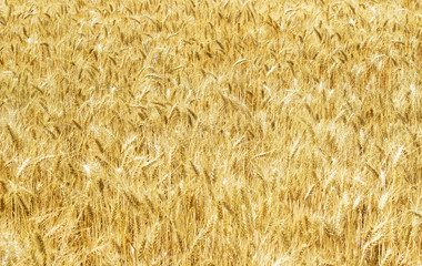 wheat field