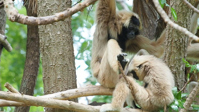Two White Cheeked Gibbons on tree branch.
