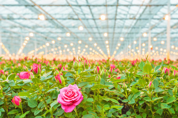 Naklejka premium Różowe róże w holenderskiej szklarni