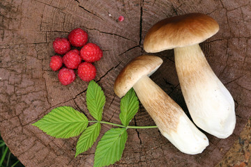 Дары леса 4 © sh_aa