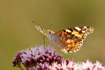 Distelfalter