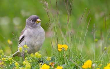 White-winged snowfinch (Montifringilla nivalis)