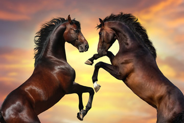 Two bay  stallion  with long mane rearing up against sunset sky - obrazy, fototapety, plakaty