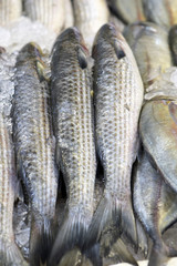 Mullet or grey mullet exposed in fish market