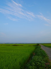 夏の田園風景と一本道