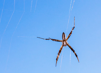Small spider