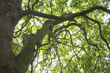 Albero, st. james's park 