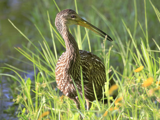 Closeup of a Limpkin Hunting for Apple Snails