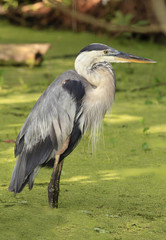 Great Blue Heron Standing in the Duck Weed Swamp