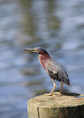 Green Heron Perched on a Dock Pileing