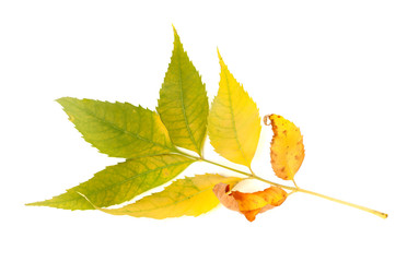 Yellowed autumnal ash-tree leaves