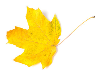 Yellow autumn maple-leaf on white background