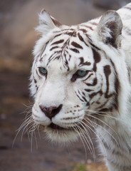 Бенгальский (белый) тигр