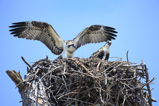 Adolecent Osprey Test Their Wings in the Nest