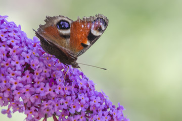 Tagpfauenauge, Schmetterling,