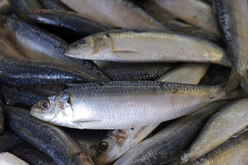 Sardines exposed in fish market