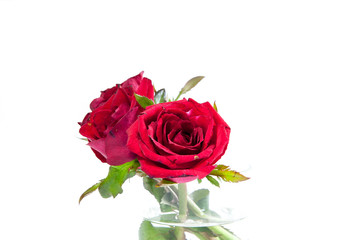 red rose in glass on white background