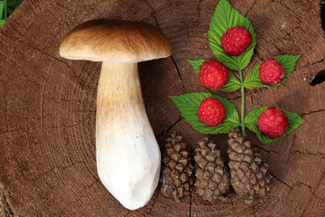 Лесные дары 7 © sh_aa