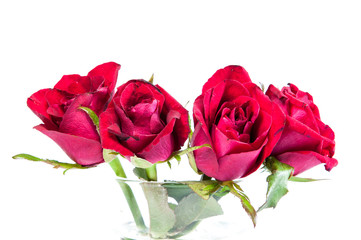 red rose in glass on white background