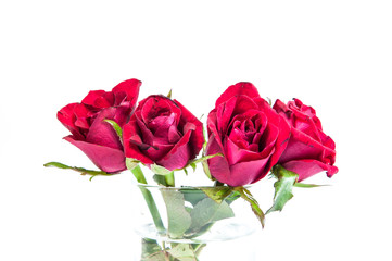 red rose in glass on white background