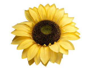 Fototapeta premium sunflower