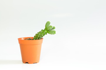 Cactus in flowerpot on white background