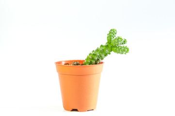 Cactus in flowerpot on white background