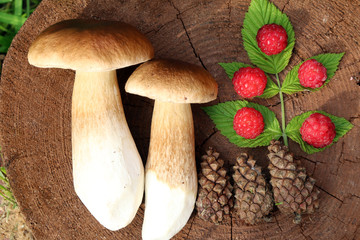 Лесные дары 5 © sh_aa