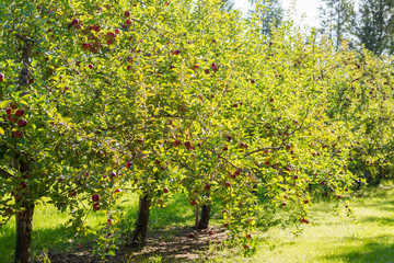 Apple Farm