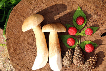 Лесные дары 2 © sh_aa