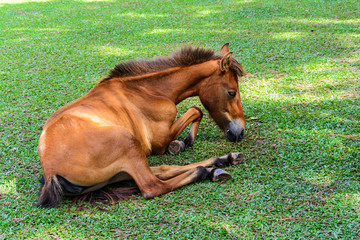 Broken leg horse eating grass in a farm