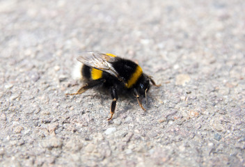 Bumblebee / Closeup of a bumblebee