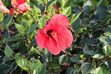 Eine Hibiskusbl&uuml;te