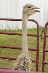 Caged Ostrich © Ezume Images