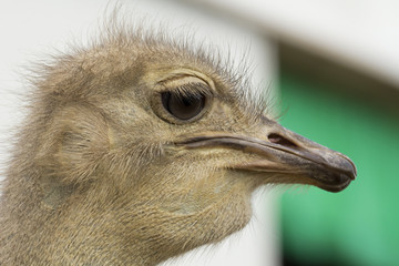 Close up Ostrich Head