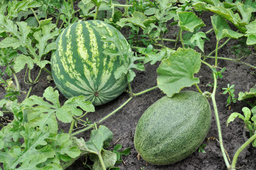 close-up of the ripening watermelon and melon