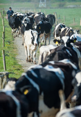 herd of dairy cows walking down a field path © Gabriel Cassan