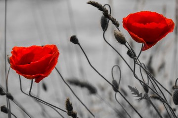 Obraz premium Two poppies at the Neckar river near Heidelberg