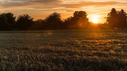 Naklejka na ściany i meble sunset over a wheat field