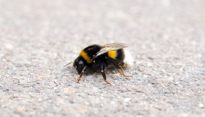 Bumblebee / Closeup of a bumblebee