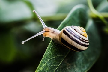 a snail on a leaf
