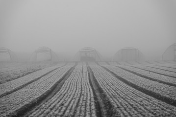 fog over the fields near heidelberg