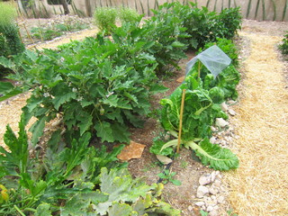 mediterranean summer vegetable garden with straw