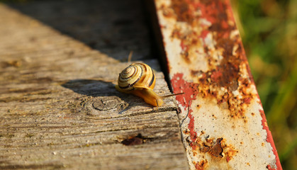 snail nature