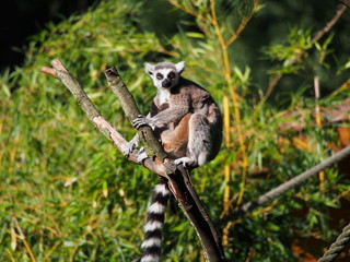 lemur © kaki