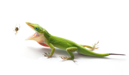Green Anole Lizard About to Eat  a Garden Spider
