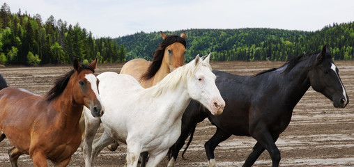 Beautiful horses galloping